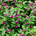 Top quality summer flower pink Gomphrena globosa amaranth seed